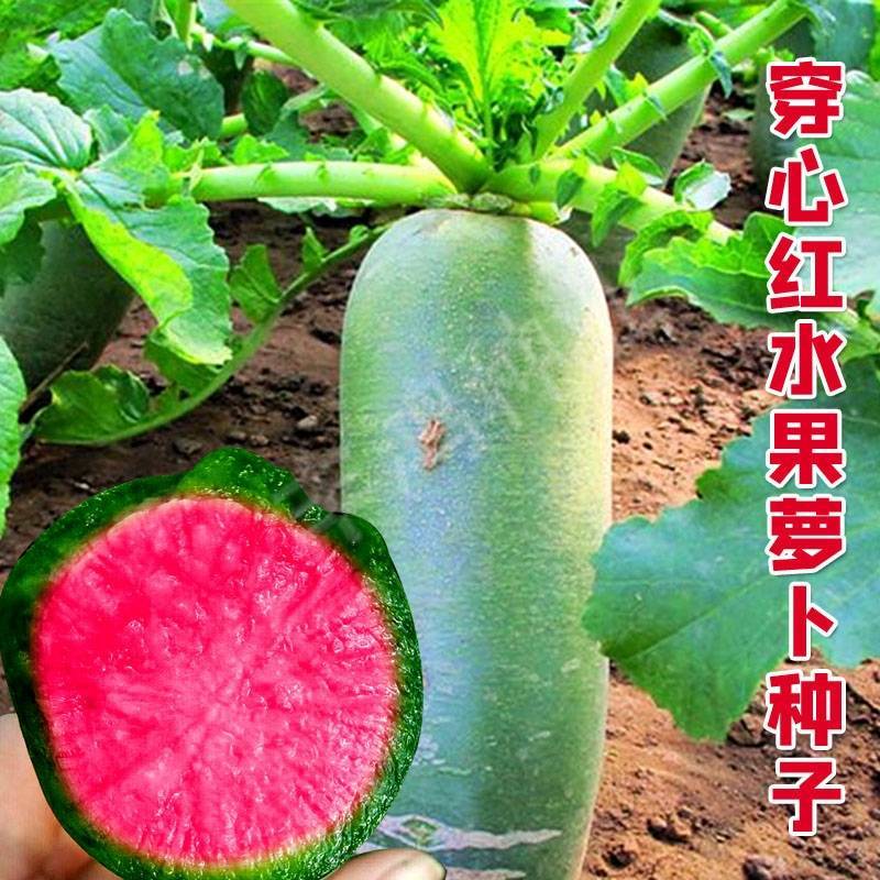穿心红绿皮红肉萝卜种子比梨甜红心水果萝卜种子甜脆多汁