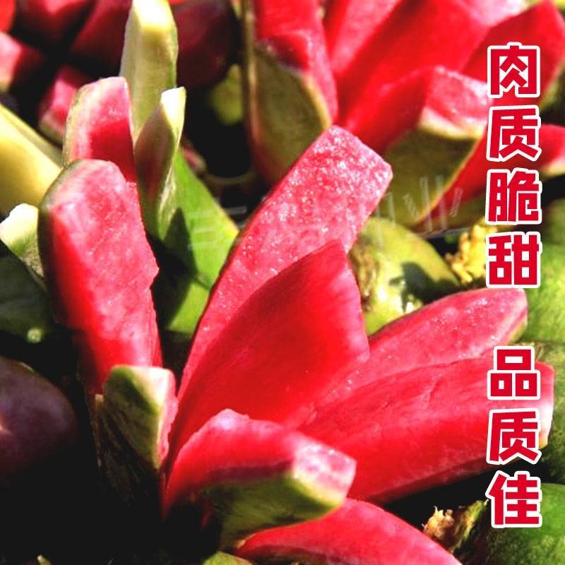 穿心红绿皮红肉萝卜种子比梨甜红心水果萝卜种子甜脆多汁
