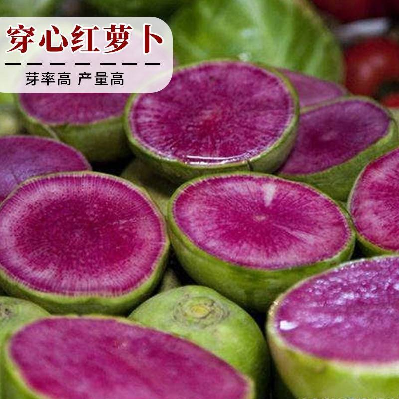 穿心红绿皮红肉萝卜种子比梨甜红心水果萝卜种子甜脆多汁