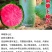 穿心红绿皮红肉萝卜种子比梨甜红心水果萝卜种子甜脆多汁
