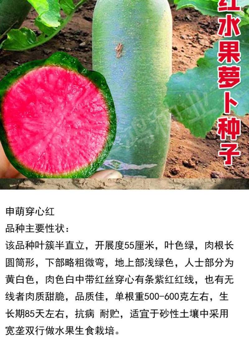 穿心红绿皮红肉萝卜种子比梨甜红心水果萝卜种子甜脆多汁