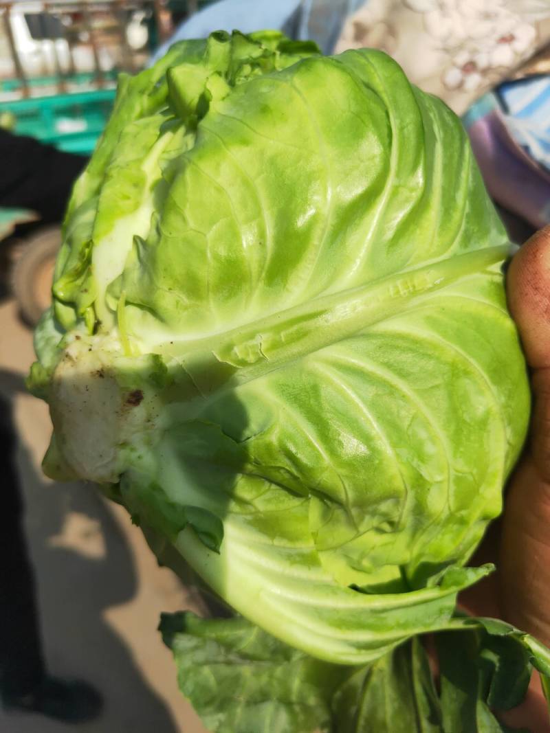 代购代销各种疏菜，需要的老板通一亩田联系我