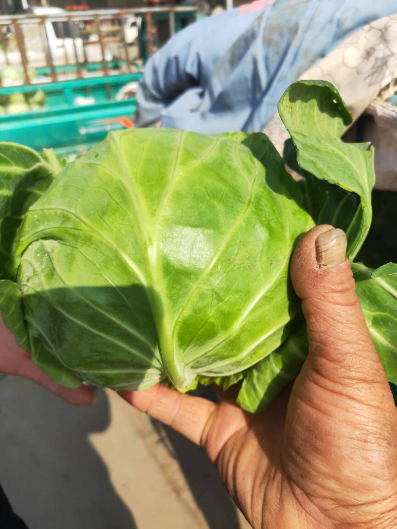 代购代销各种疏菜，需要的老板通一亩田联系我