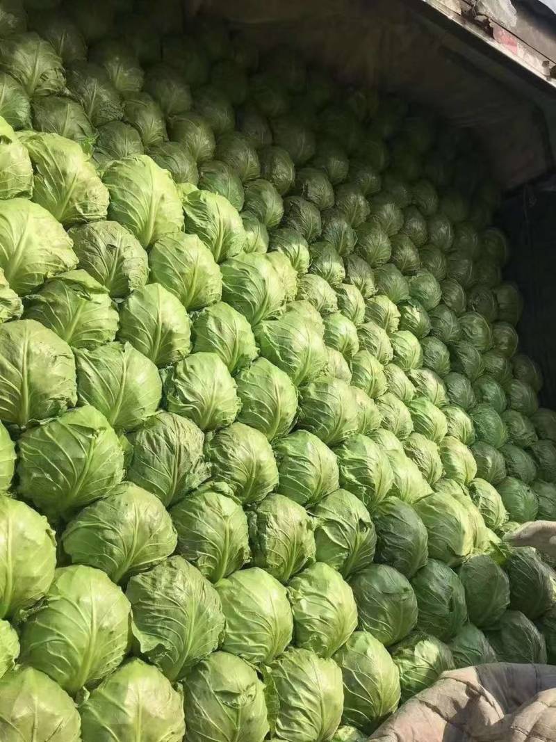 代购代销各种疏菜，需要的老板通一亩田联系我