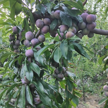 脆红李子