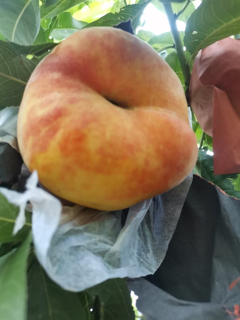 各种品牌桃子开始，陆续上市，口感好，品质好，需要的可联系