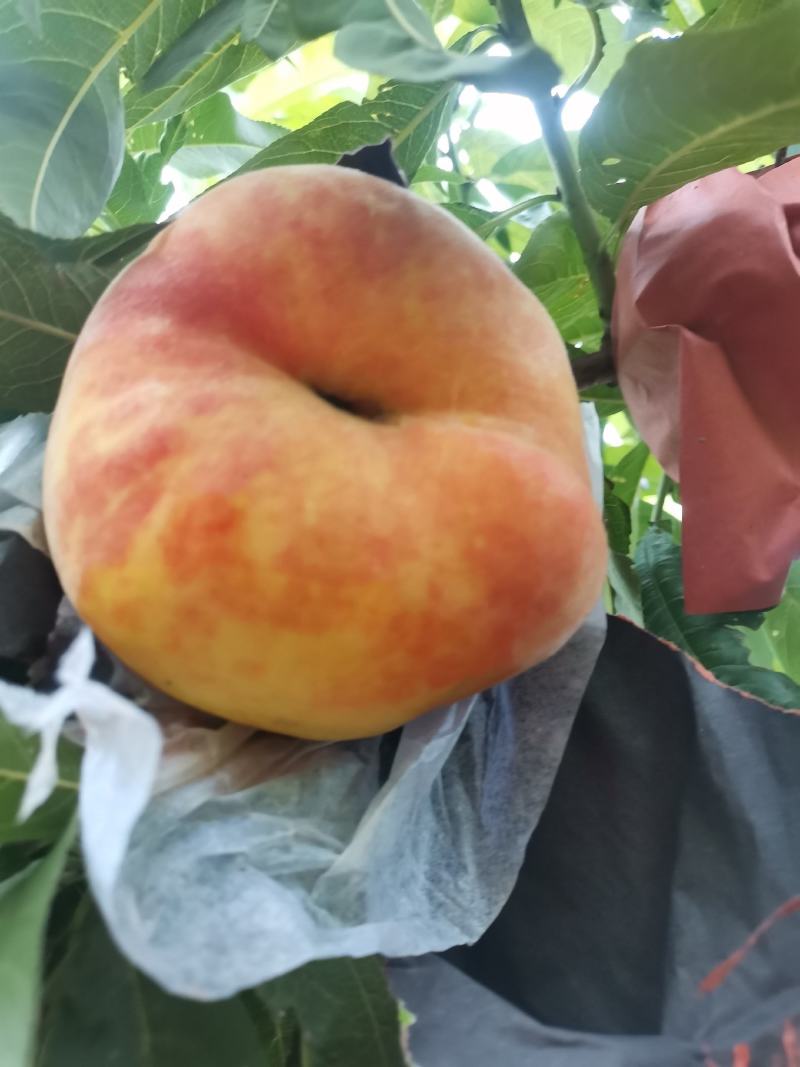 各种品牌桃子开始，陆续上市，口感好，品质好，需要的可联系