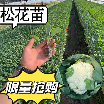 松花苗一代杂交青梗松花苗产量高、抗病能力强、成活率99%
