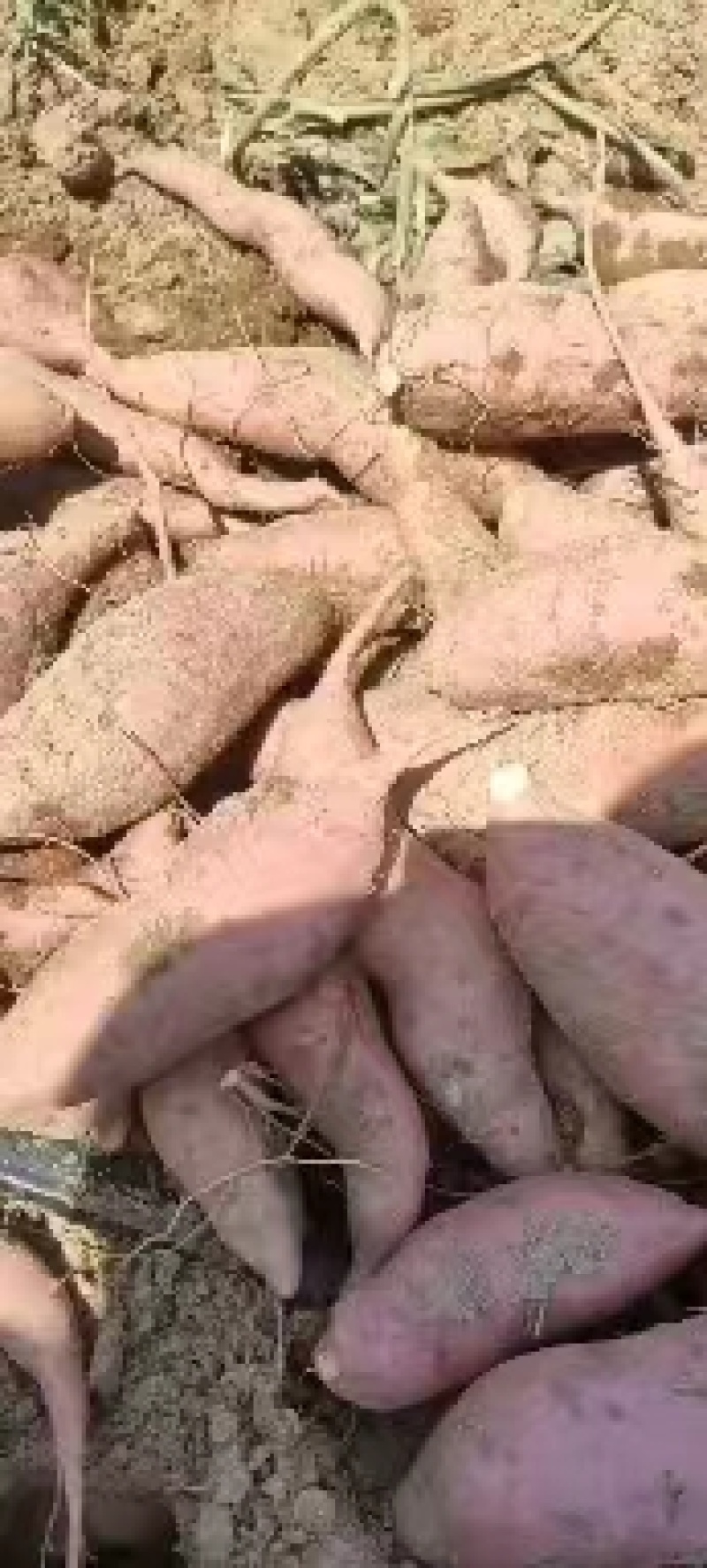 河南南阳西瓜红红薯大量上市，品质保证，实力代办