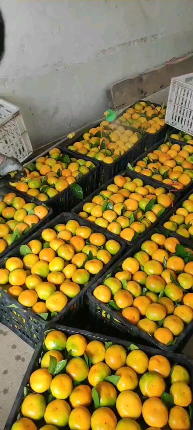 陕西汉中新鲜蜜桔，规格齐全、皮毛干净橘面自带蜡。
