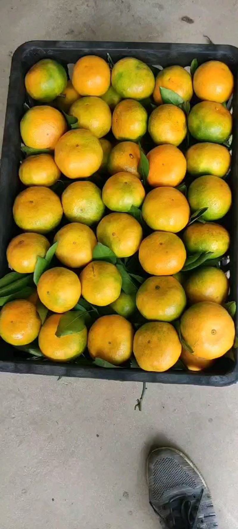 陕西汉中新鲜蜜桔，规格齐全、皮毛干净橘面自带蜡。