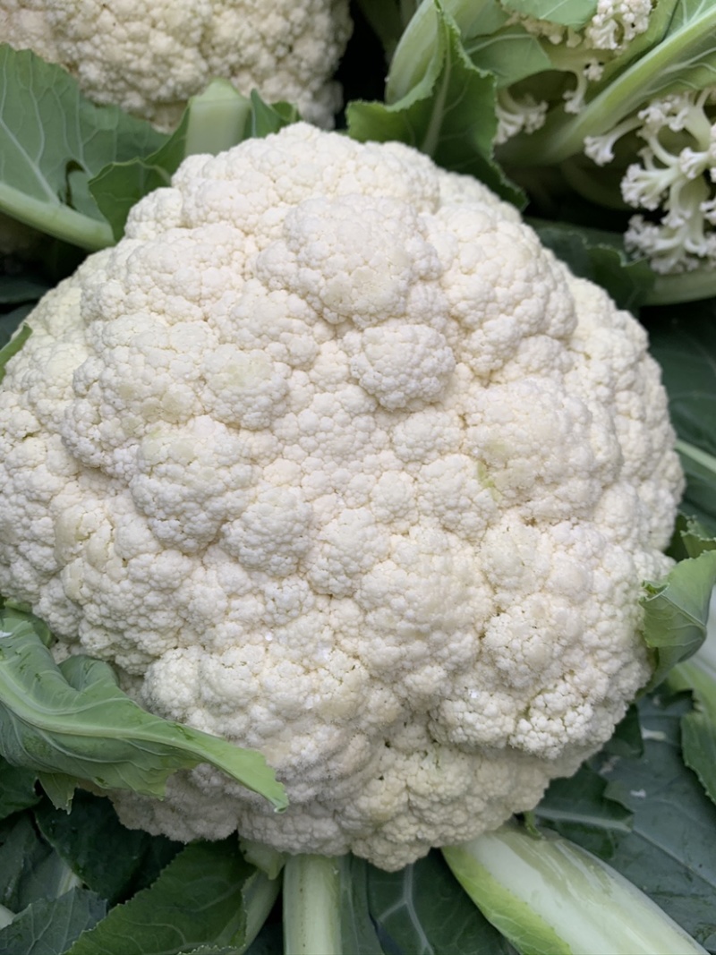 【实力商家】定西松花菜、花菜大量批发、定西有机花质量保证