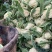 【实力商家】定西松花菜、花菜大量批发、定西有机花质量保证