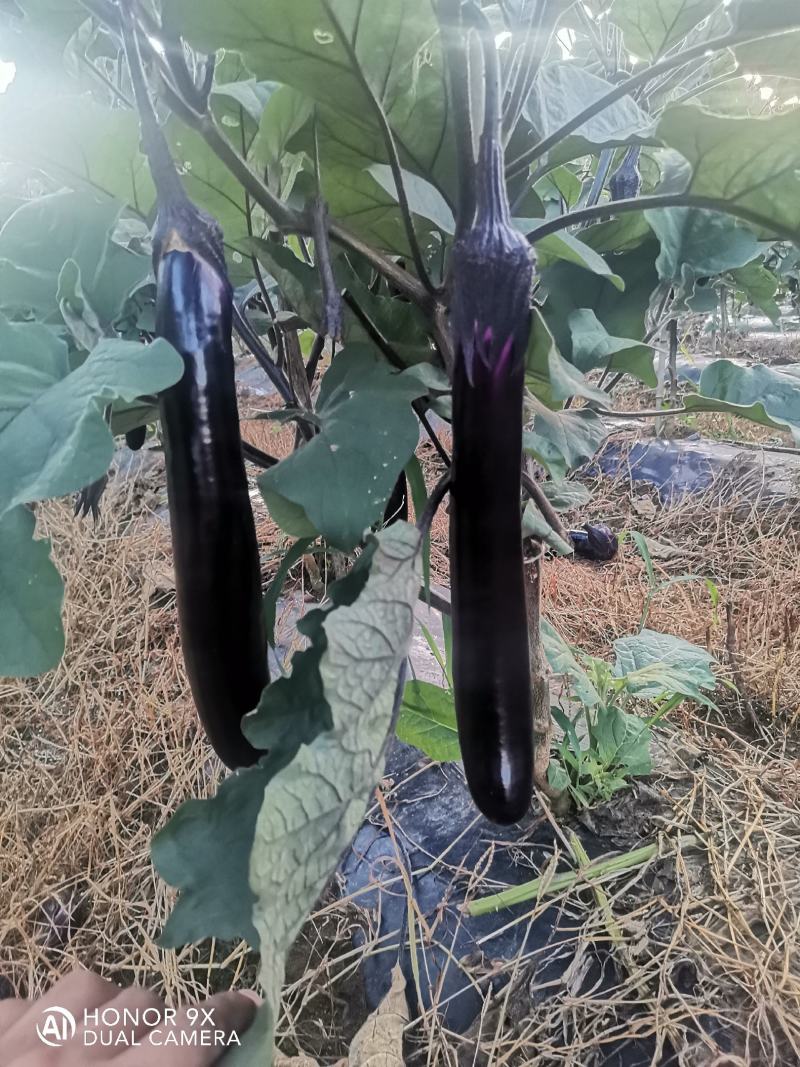 青瓜茄子大量上市喜欢的联系，每天都能发车
