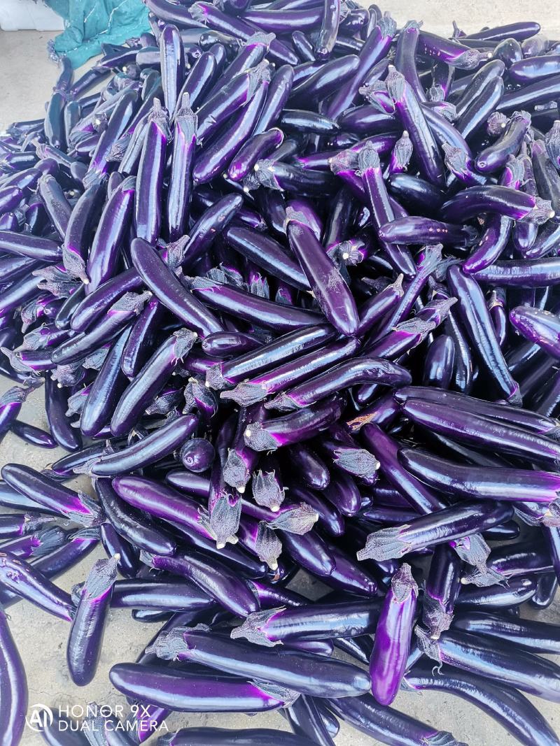 青瓜茄子大量上市喜欢的联系，每天都能发车