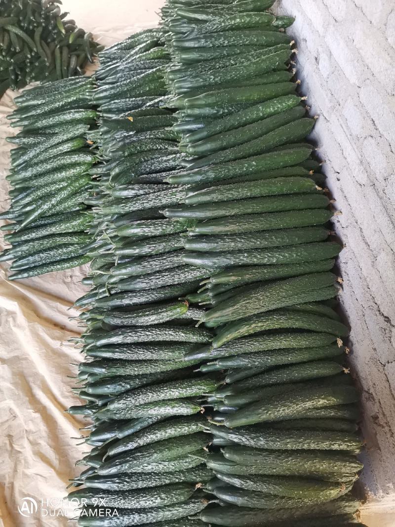 青瓜茄子大量上市喜欢的联系，每天都能发车