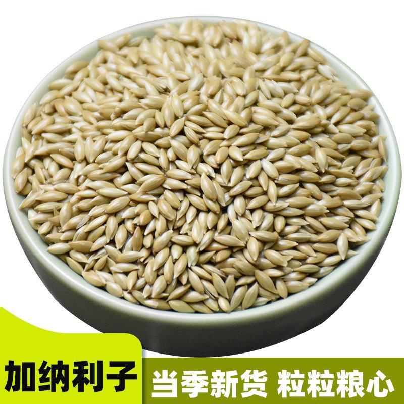 加纳利子批发白尖粟小型鸟类宠物饲料金丝雀籽