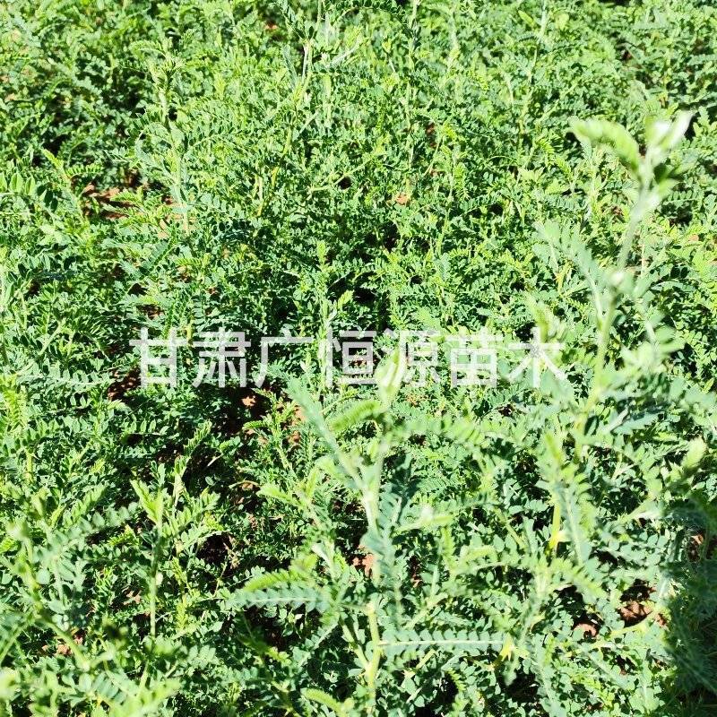 砂生槐苗一年生砂生槐苗大田砂生槐苗