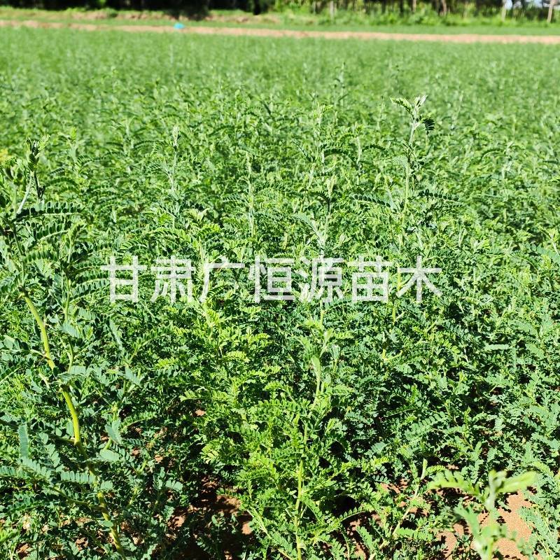 砂生槐苗一年生砂生槐苗大田砂生槐苗