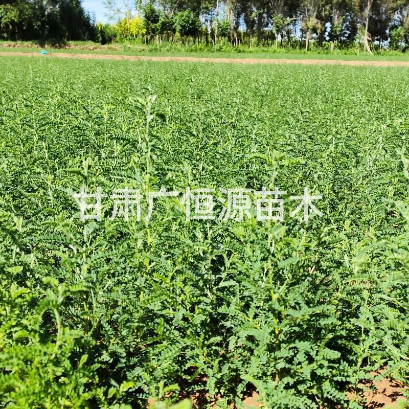 砂生槐苗一年生砂生槐苗大田砂生槐苗