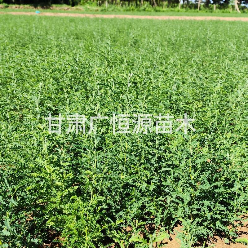 砂生槐苗一年生砂生槐苗大田砂生槐苗