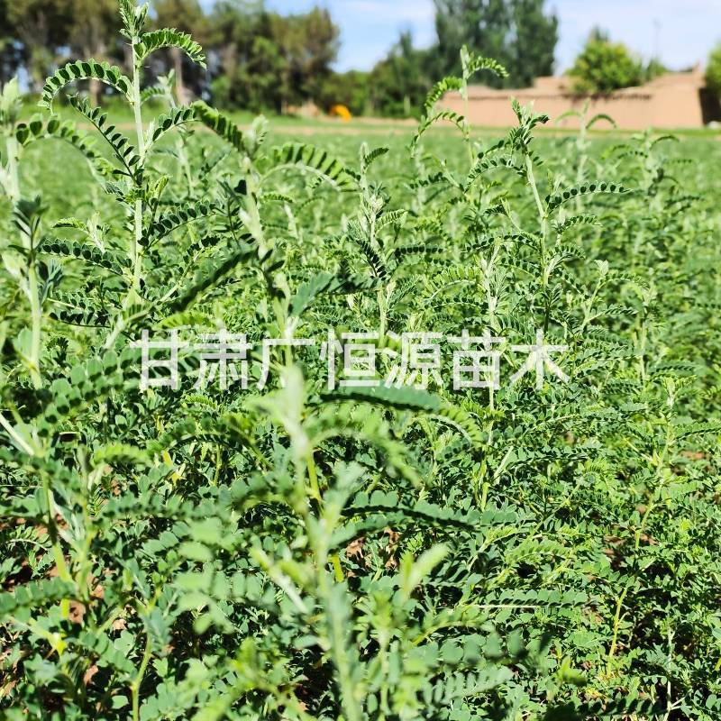 砂生槐苗一年生砂生槐苗大田砂生槐苗