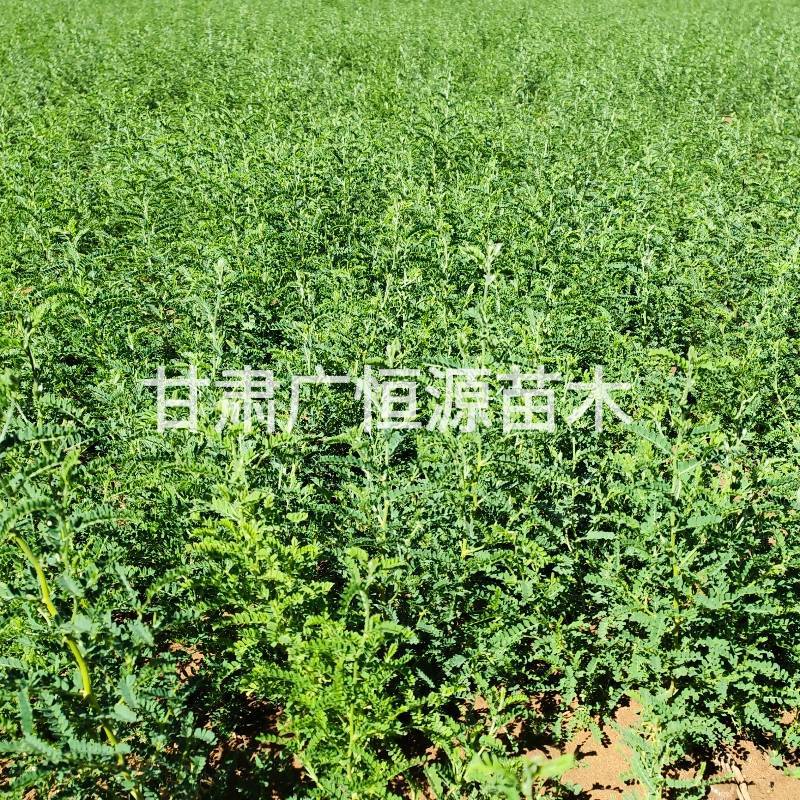 砂生槐苗一年生砂生槐苗大田砂生槐苗