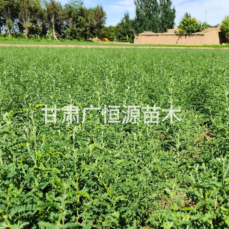 砂生槐苗一年生砂生槐苗大田砂生槐苗
