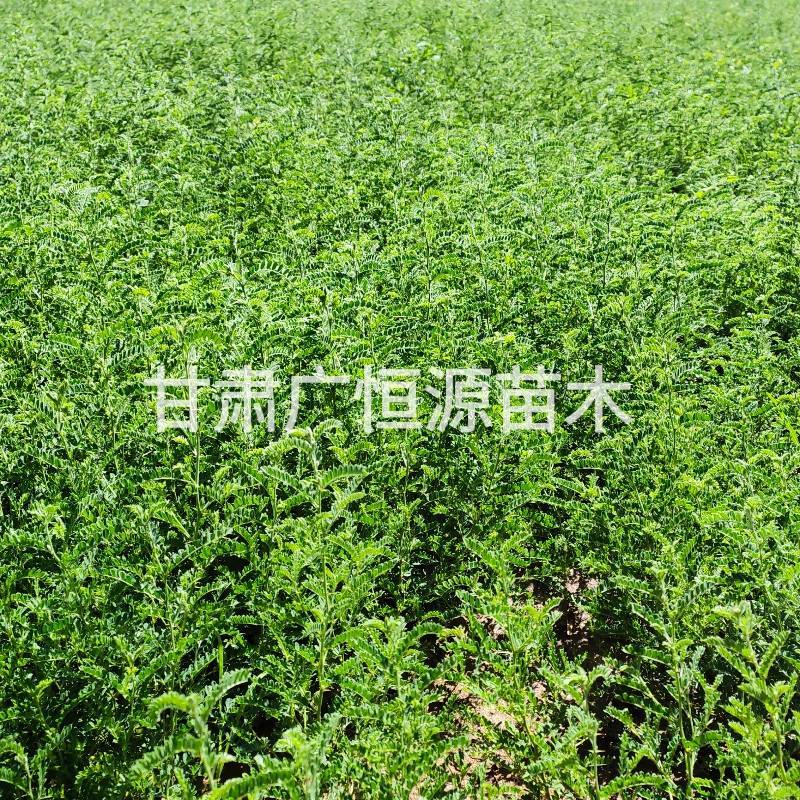 砂生槐苗一年生砂生槐苗大田砂生槐苗