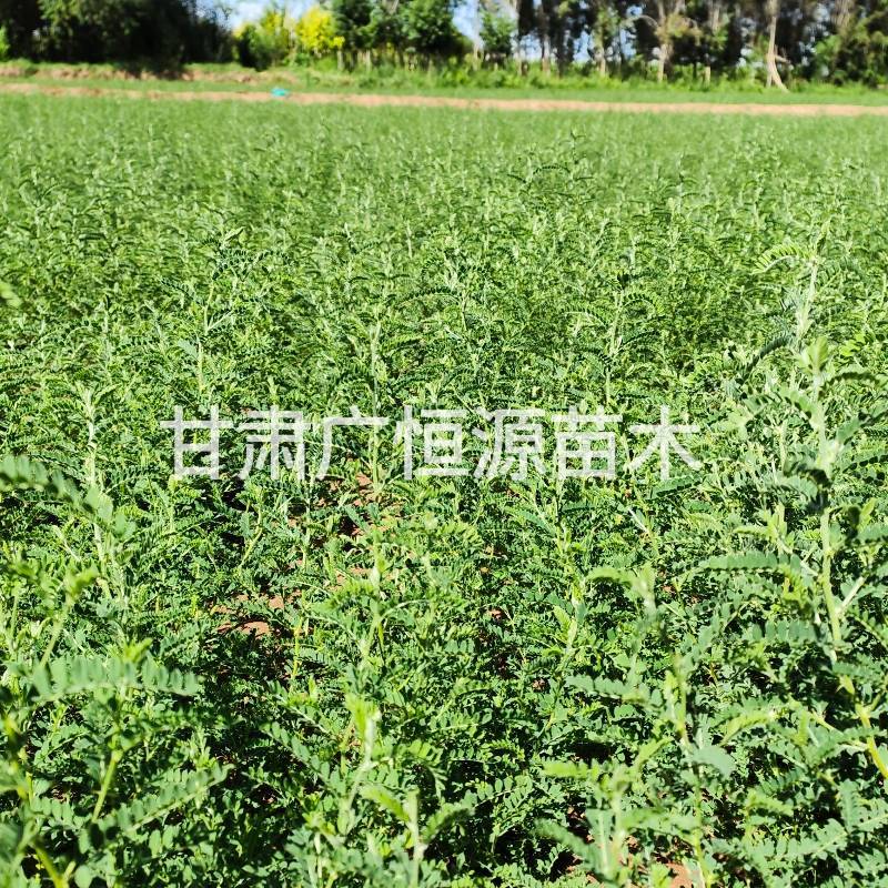 砂生槐苗一年生砂生槐苗大田砂生槐苗