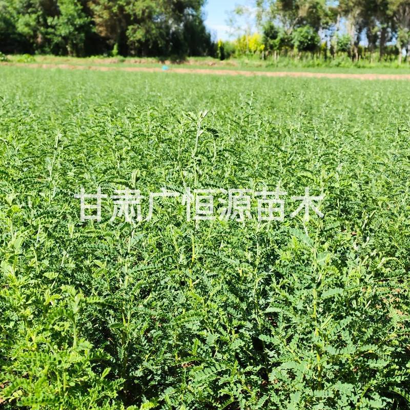砂生槐苗一年生砂生槐苗大田砂生槐苗