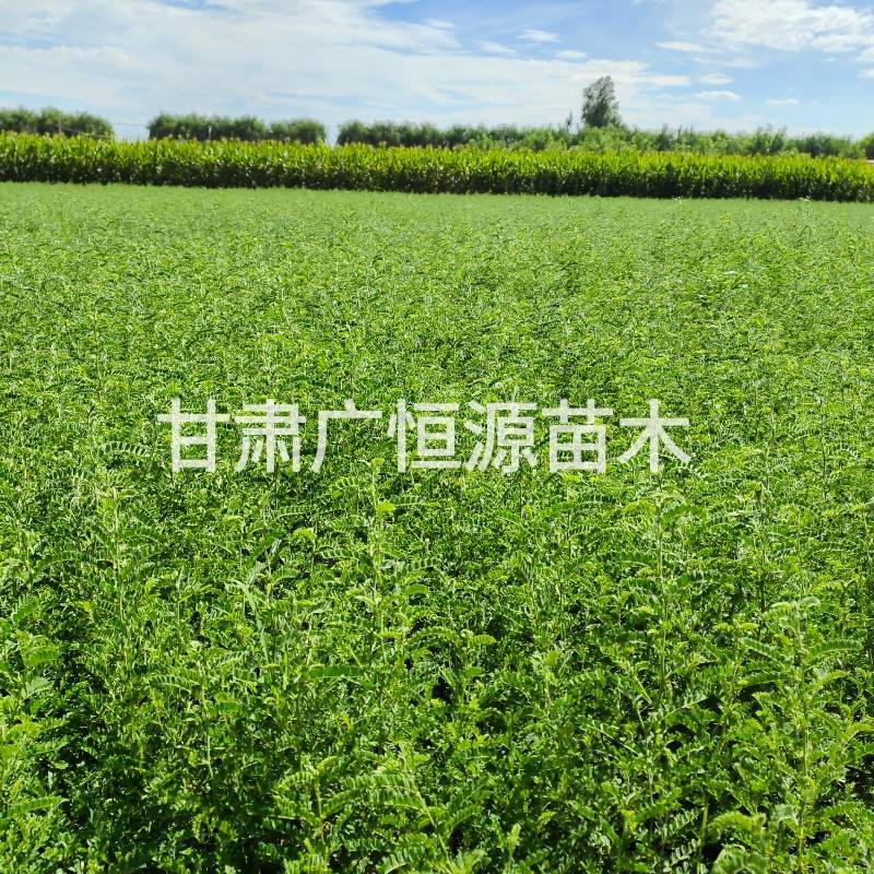 砂生槐苗一年生砂生槐苗大田砂生槐苗