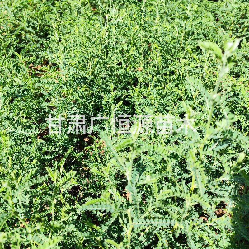 砂生槐苗一年生砂生槐苗大田砂生槐苗