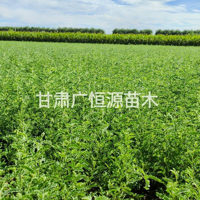 砂生槐苗一年生砂生槐苗大田砂生槐苗