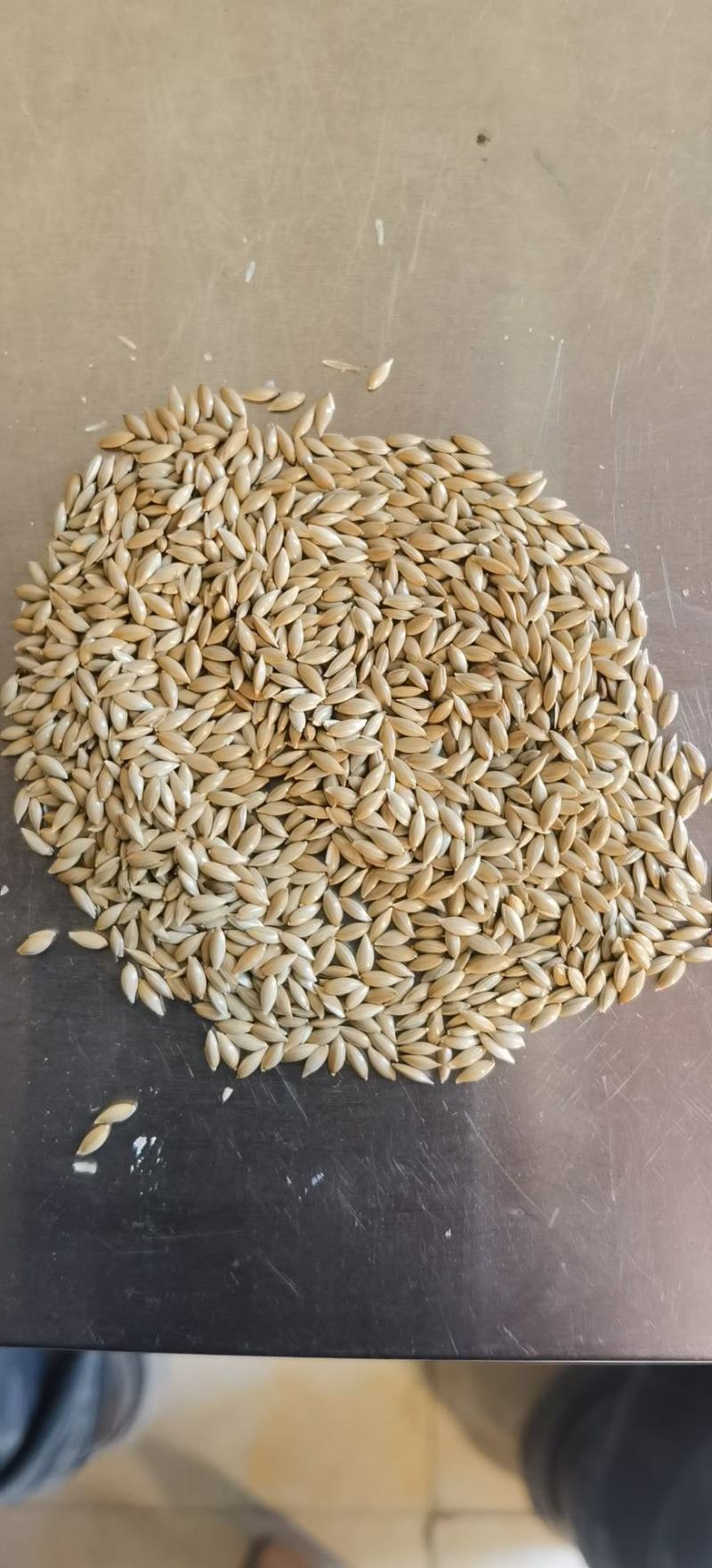 加纳利子批发白尖粟小型鸟类宠物饲料金丝雀籽