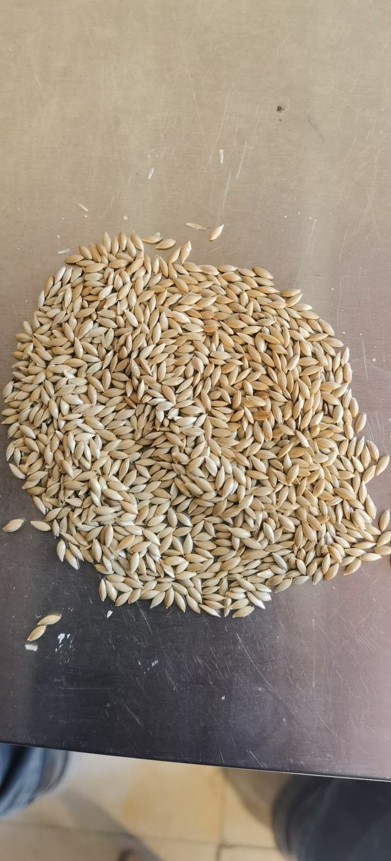 加纳利子批发白尖粟小型鸟类宠物饲料金丝雀籽