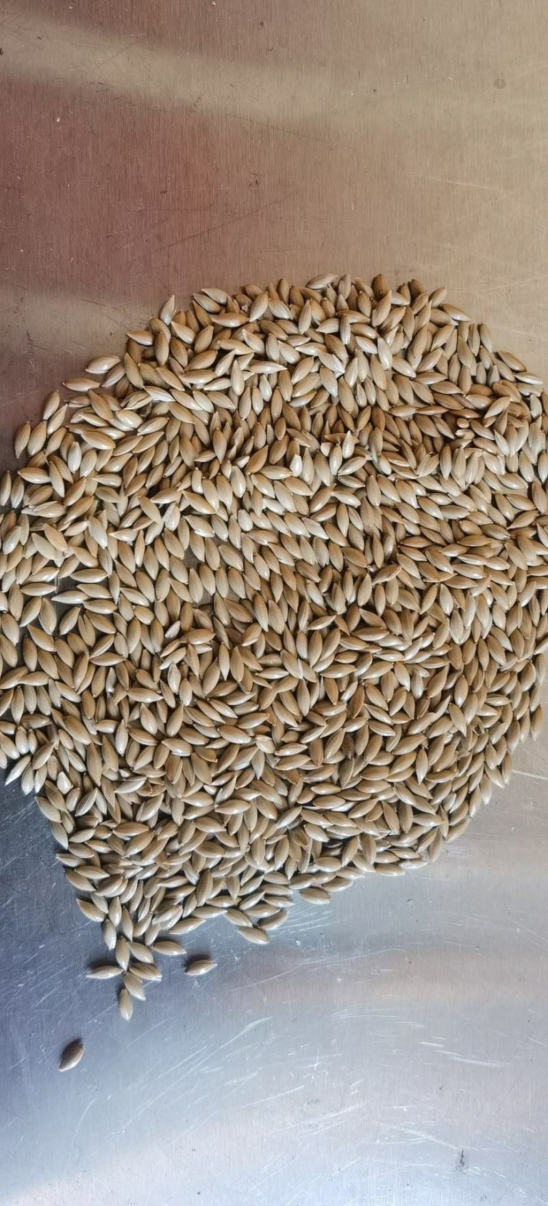 加纳利子批发白尖粟小型鸟类宠物饲料金丝雀籽