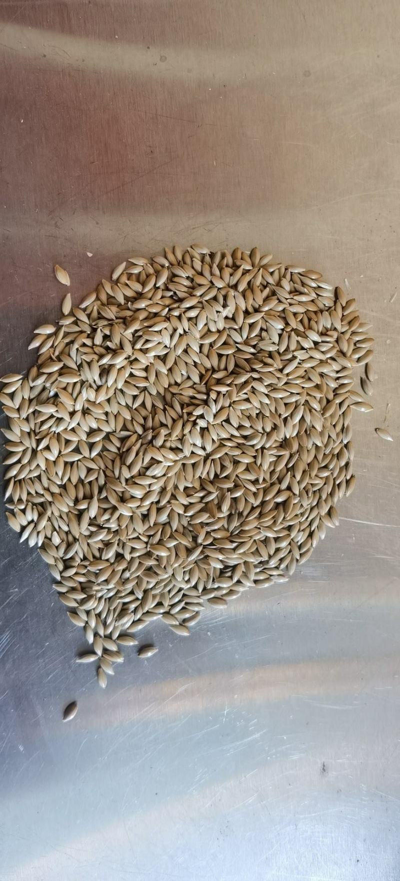 加纳利子批发白尖粟小型鸟类宠物饲料金丝雀籽