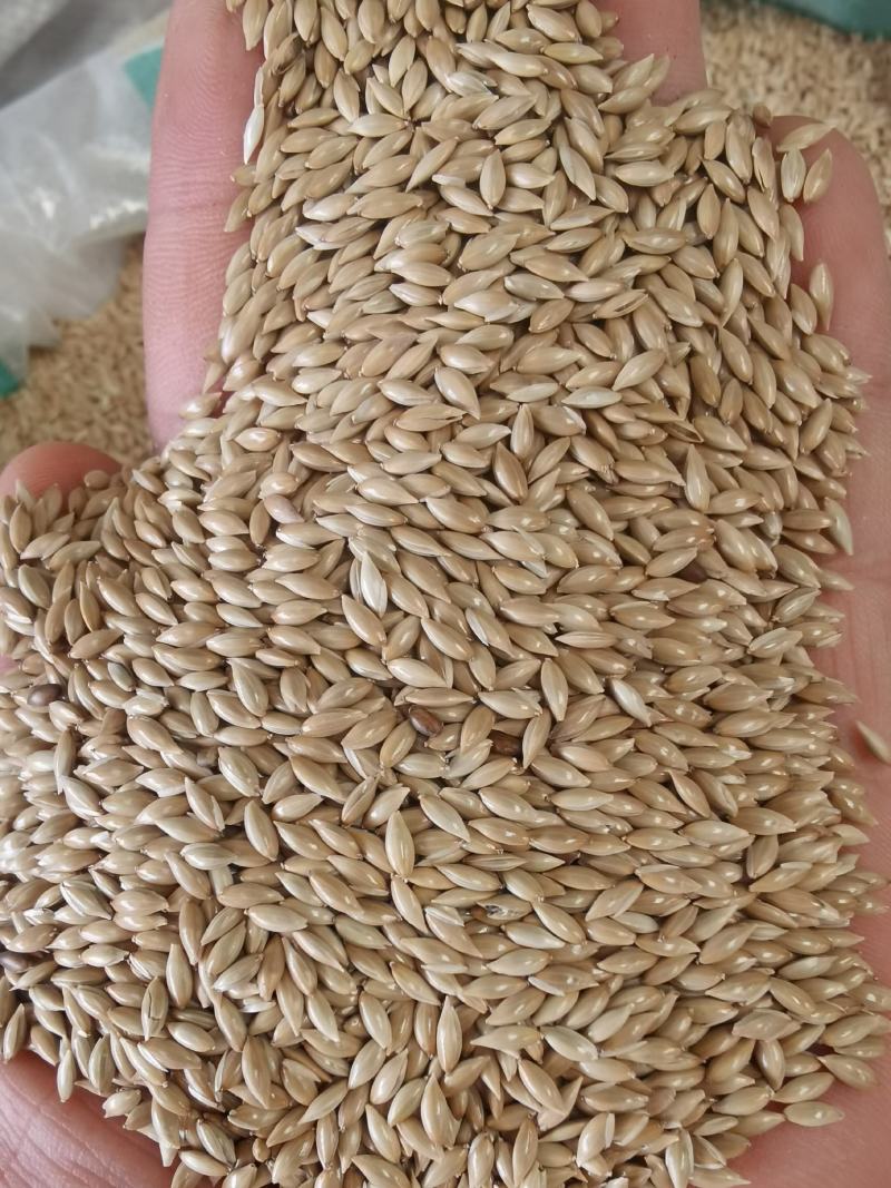 加纳利子批发白尖粟小型鸟类宠物饲料金丝雀籽