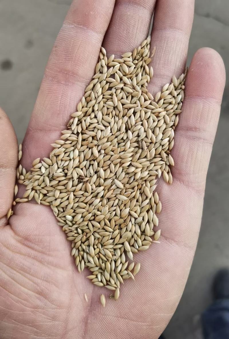 加纳利子批发白尖粟小型鸟类宠物饲料金丝雀籽