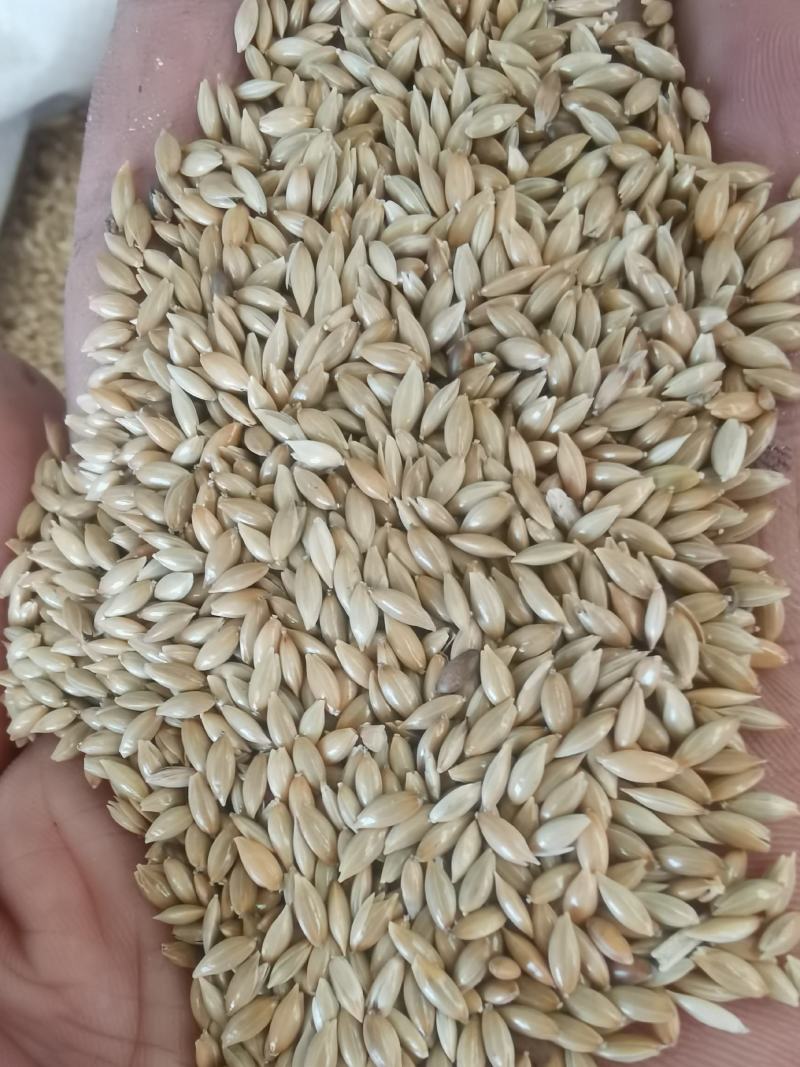 加纳利子批发白尖粟小型鸟类宠物饲料金丝雀籽