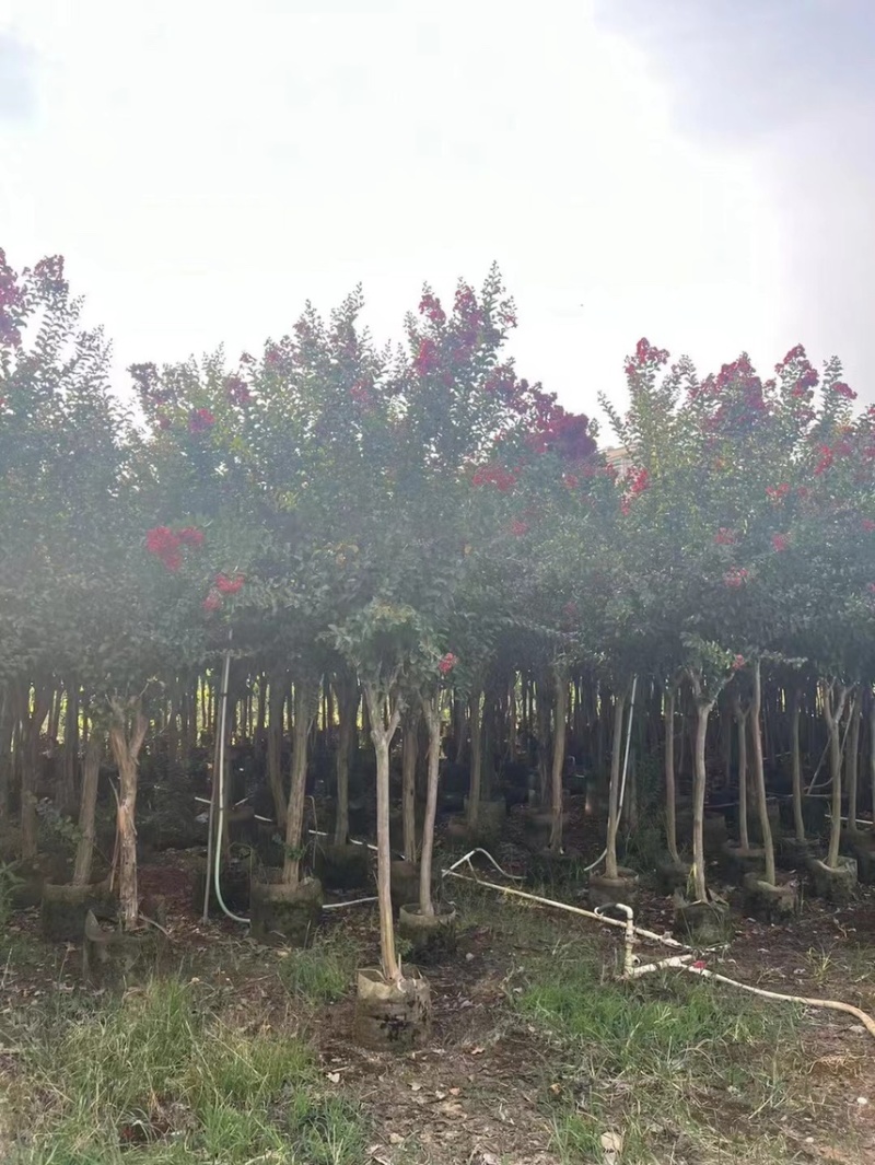 小叶紫微3～25公分