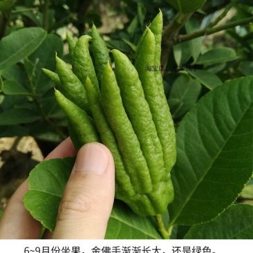 佛手在，干货正在出售，苗子也在卖