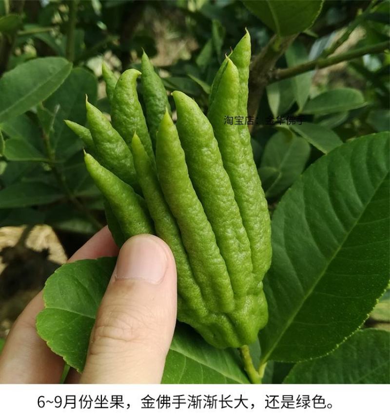 佛手果，苗，南北方都可以种植，量大从优基地直发