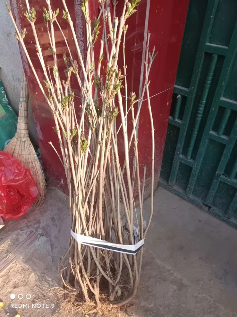 丁香花树苗浓香花卉盆栽室内外庭院别墅绿化风景植物四季开花
