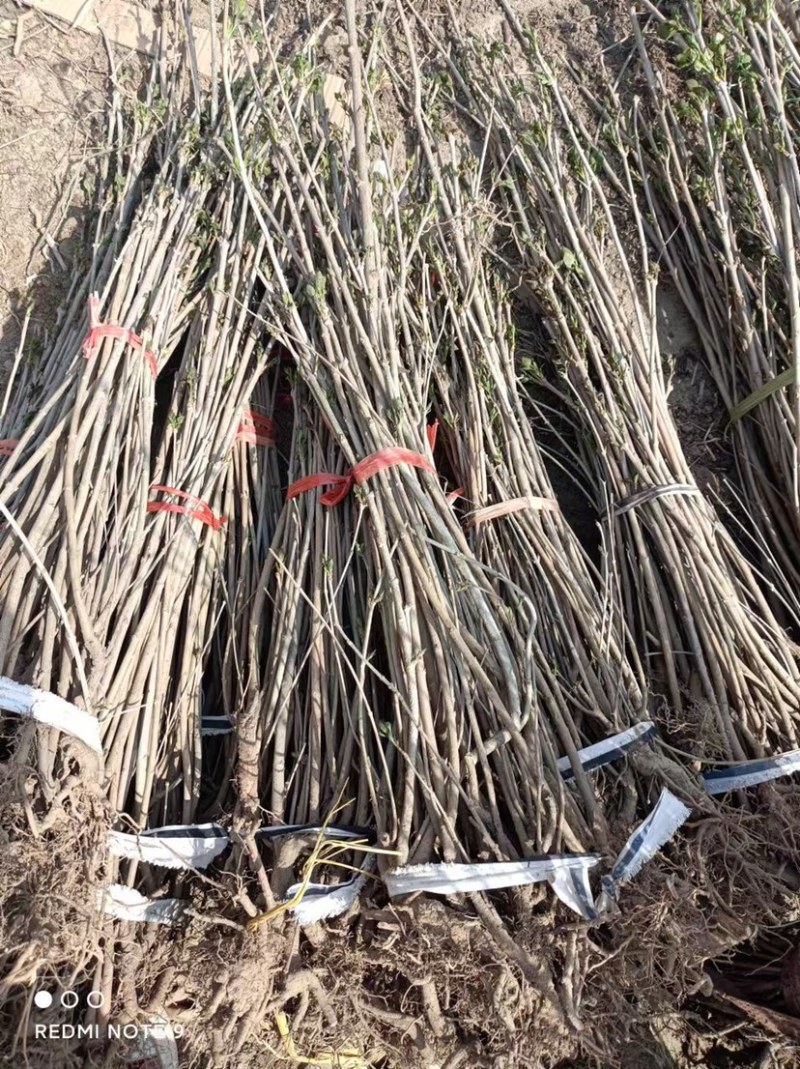 丁香花树苗浓香花卉盆栽室内外庭院别墅绿化风景植物四季开花