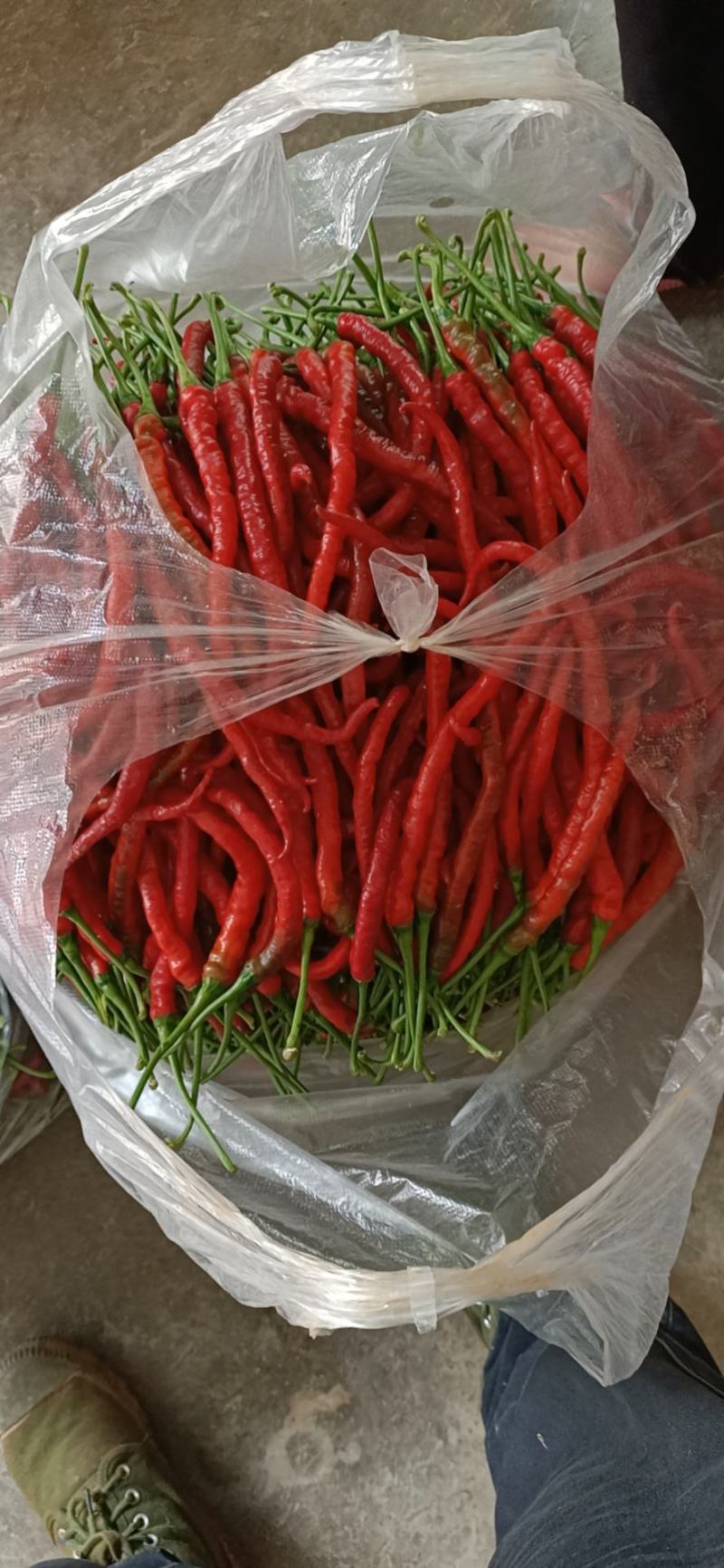 线椒