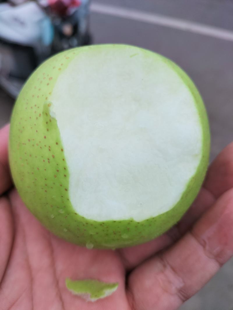 皇冠青梨，光果，含糖量高，核小肉细，果面干净，货源充足，