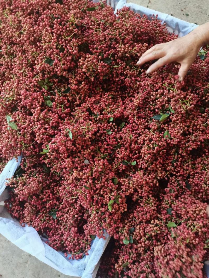 大量出售陕西大红袍，产地直销中间没有中间商。