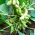 菏泽青毛豆，基地种植。保质保量。台湾75-3毛豆